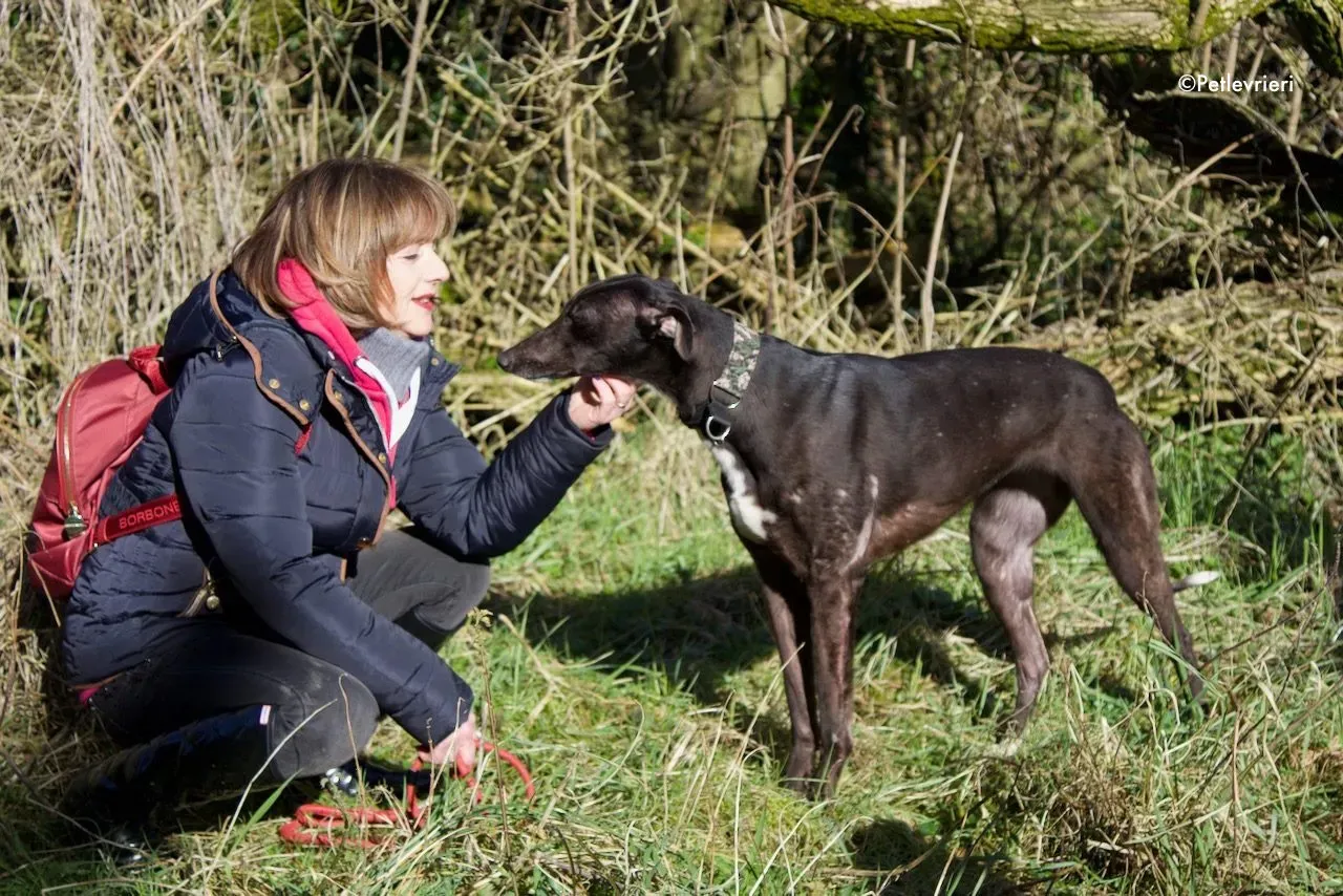 bahati adozione levrieri greyhound 8