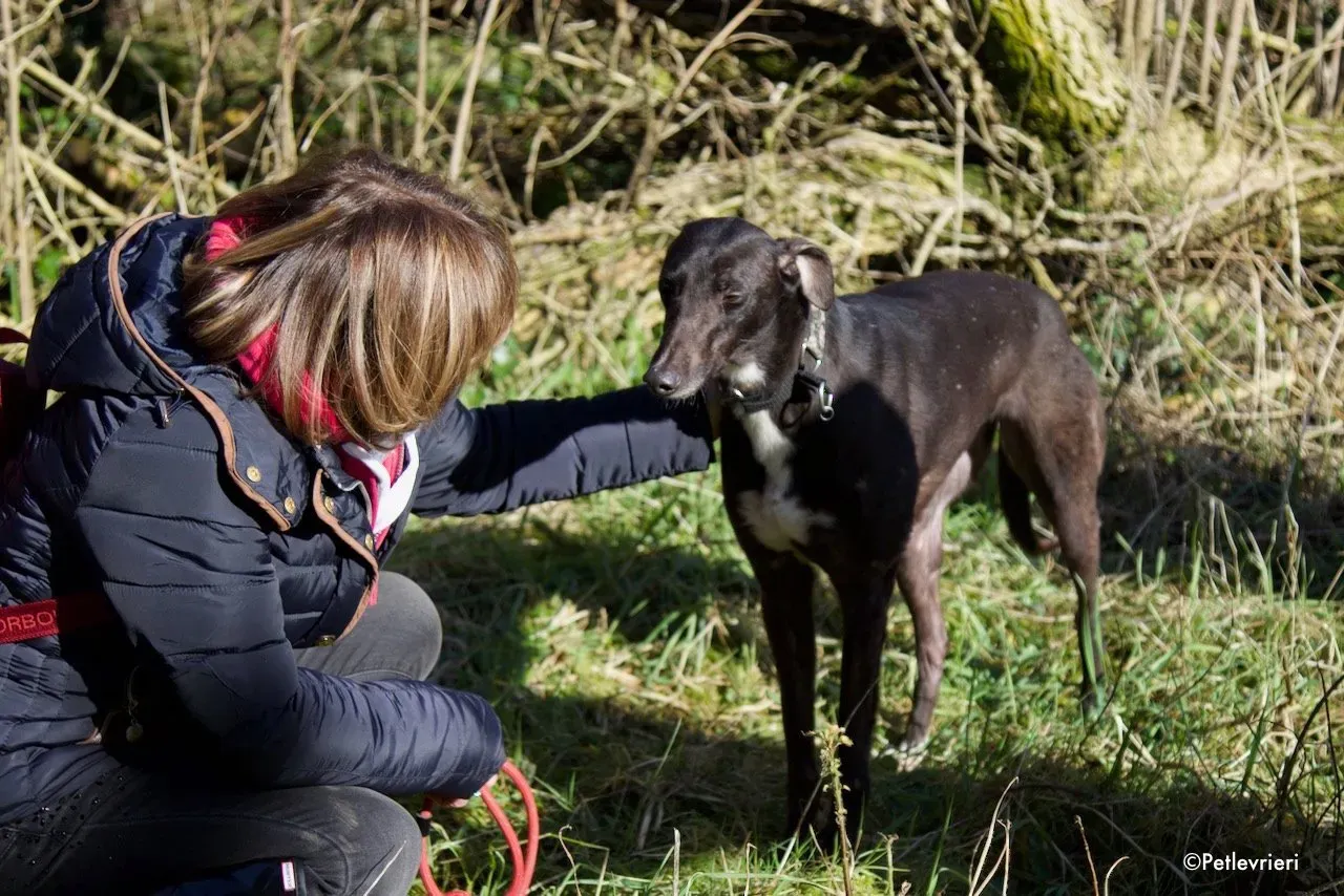 bahati adozione levrieri greyhound 9