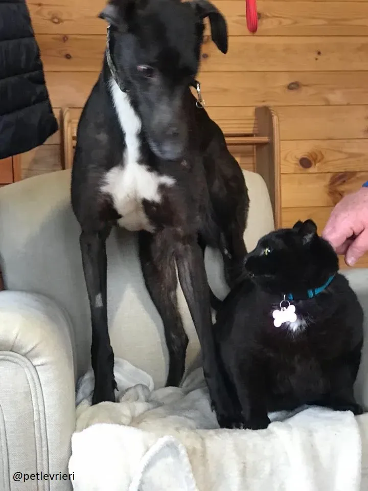 bahati adozione petlevrieri 1