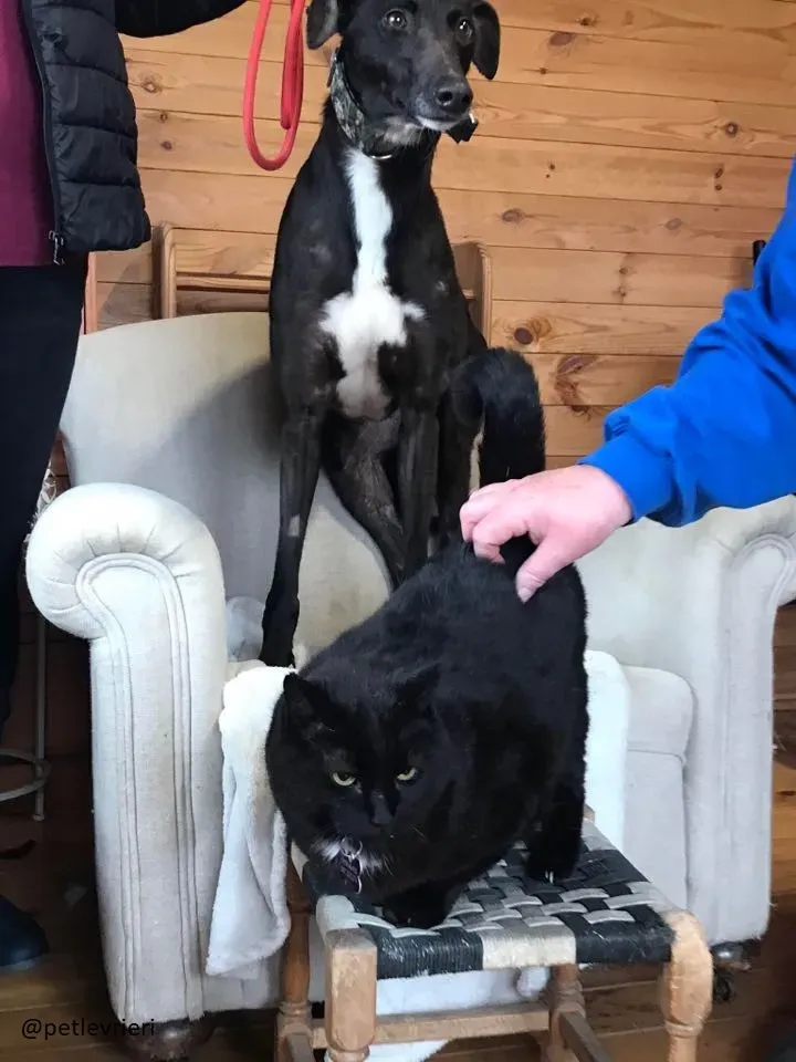 bahati adozione petlevrieri 2