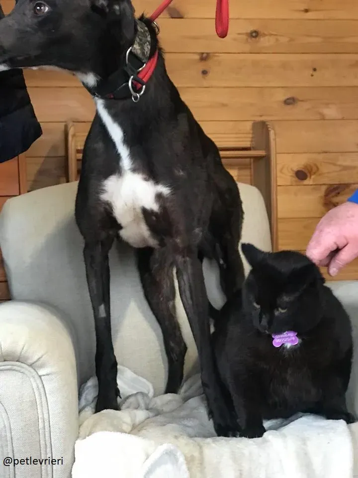 bahati adozione petlevrieri