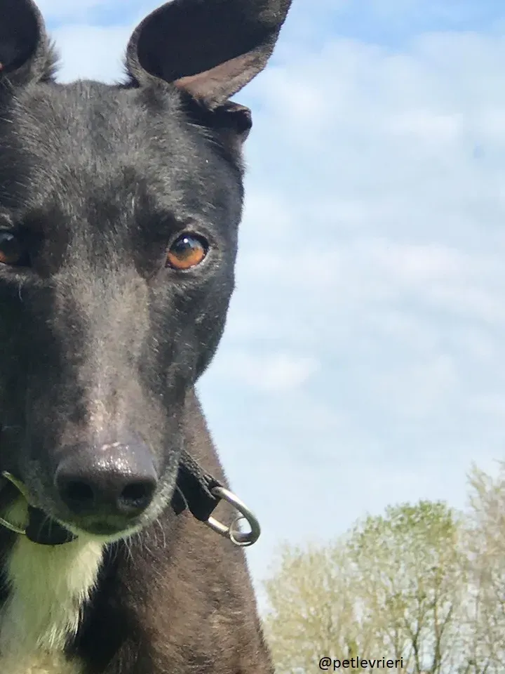 bahati greyhound adozione 1