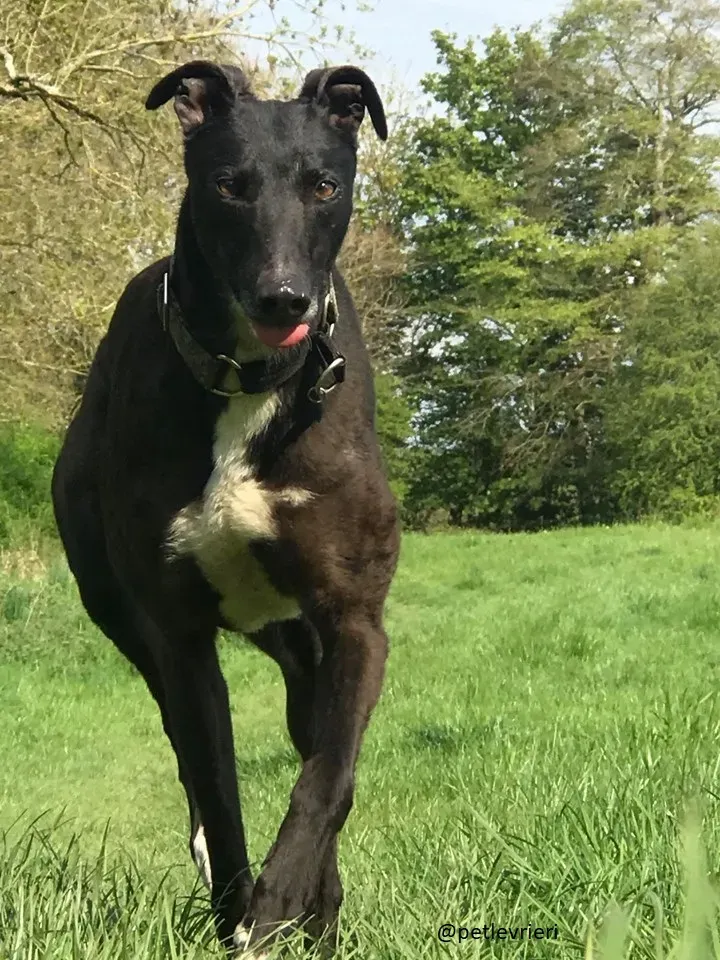 bahati greyhound adozione