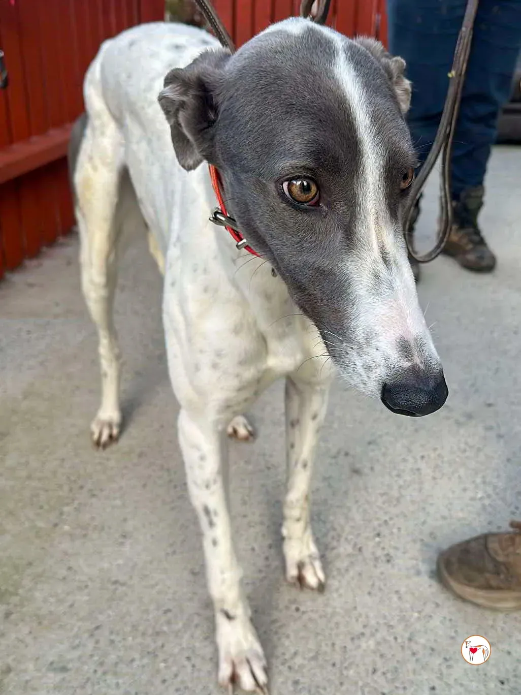 bailey grey adozione 01