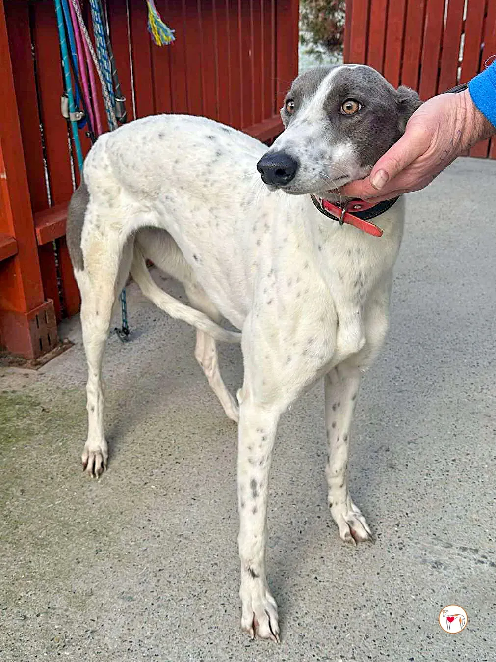 bailey grey adozione 02