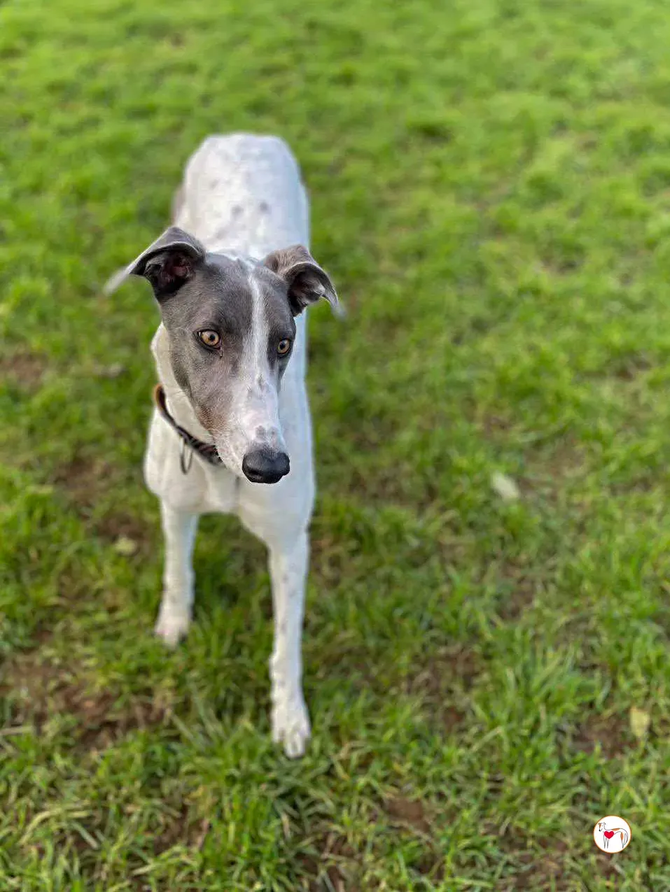 bailey grey adozione 03