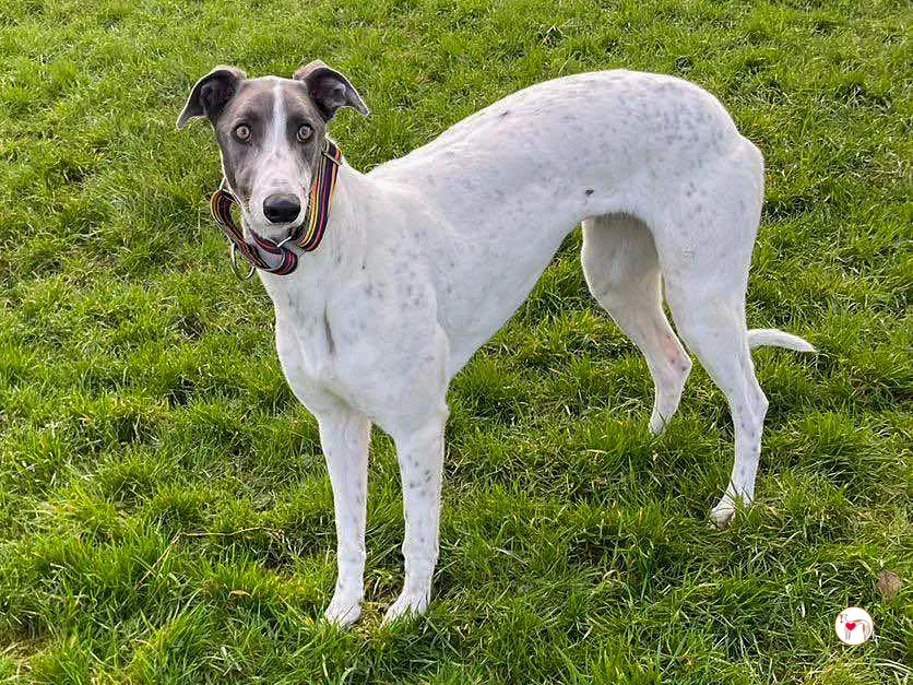 bailey grey adozione 04