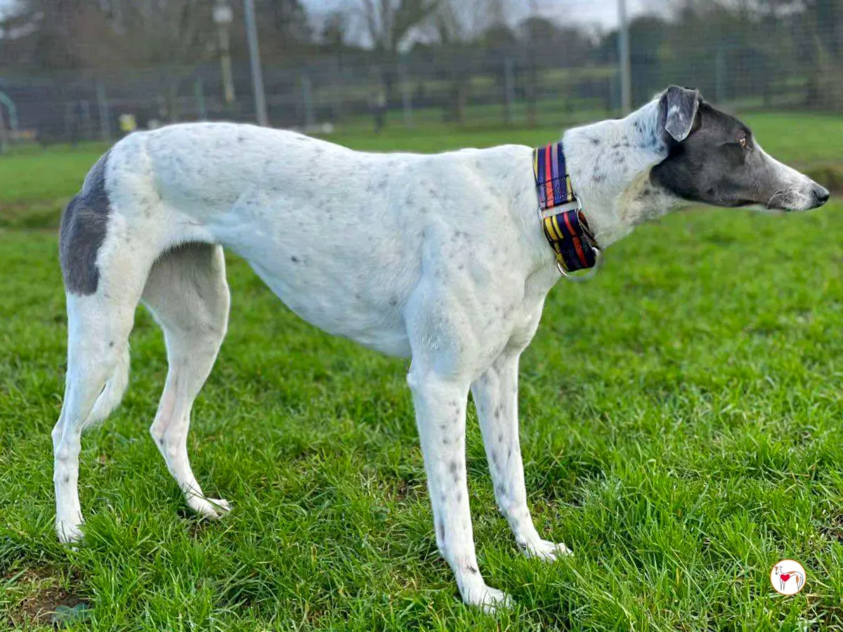 bailey grey adozione 05