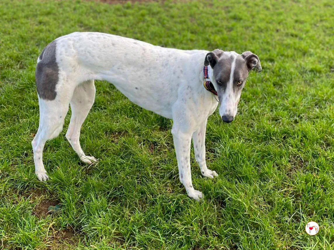 bailey grey adozione 06