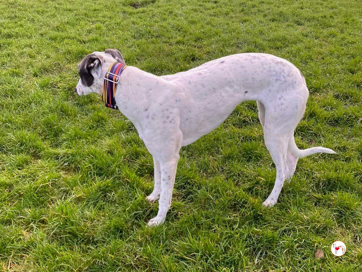 bailey grey adozione 07