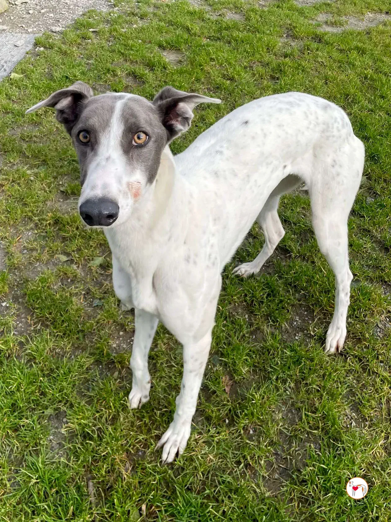 bailey grey adozione 08