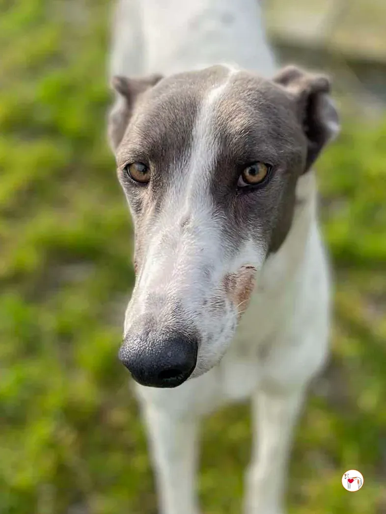 bailey grey adozione 09