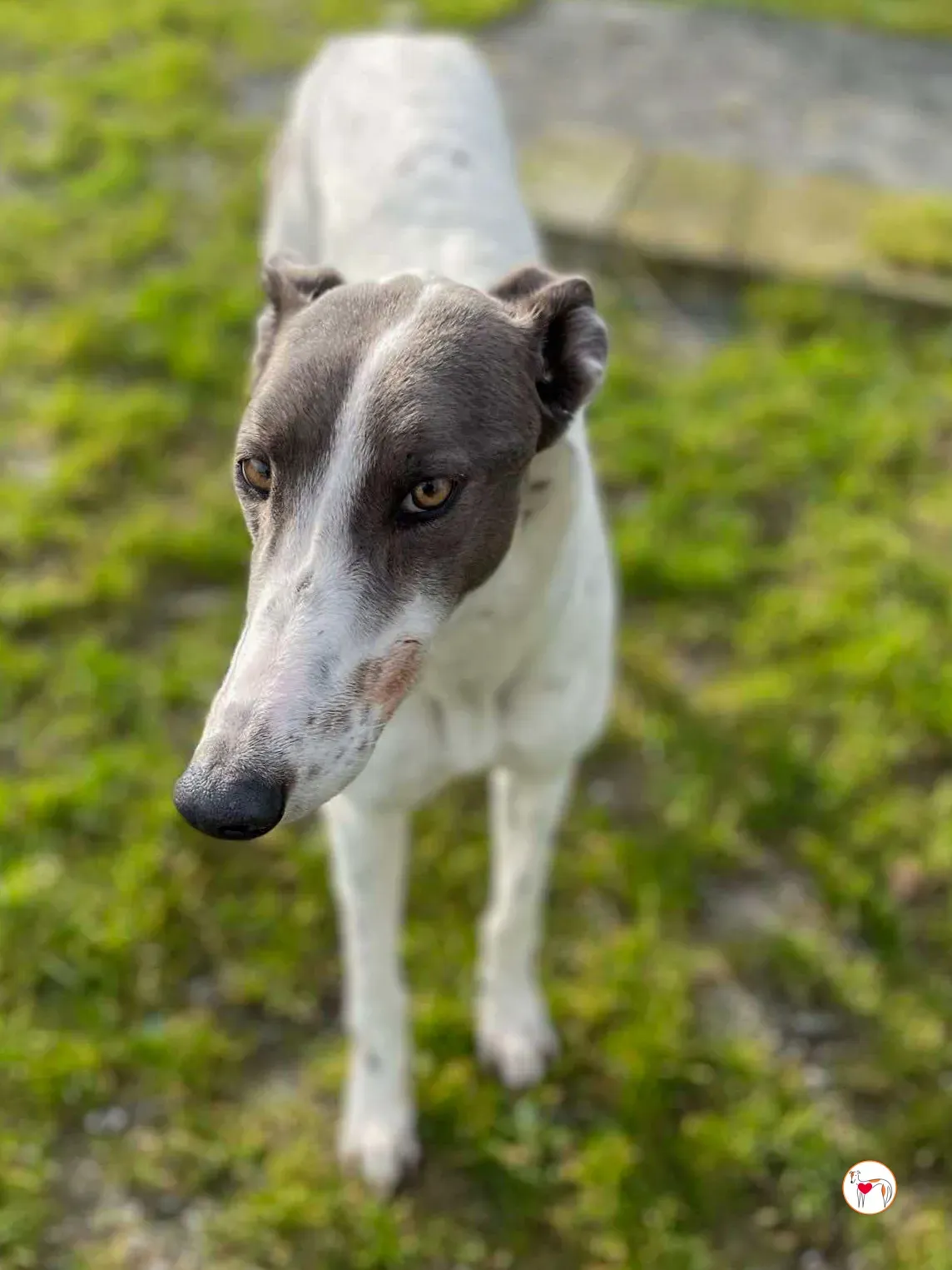 bailey grey adozione 10