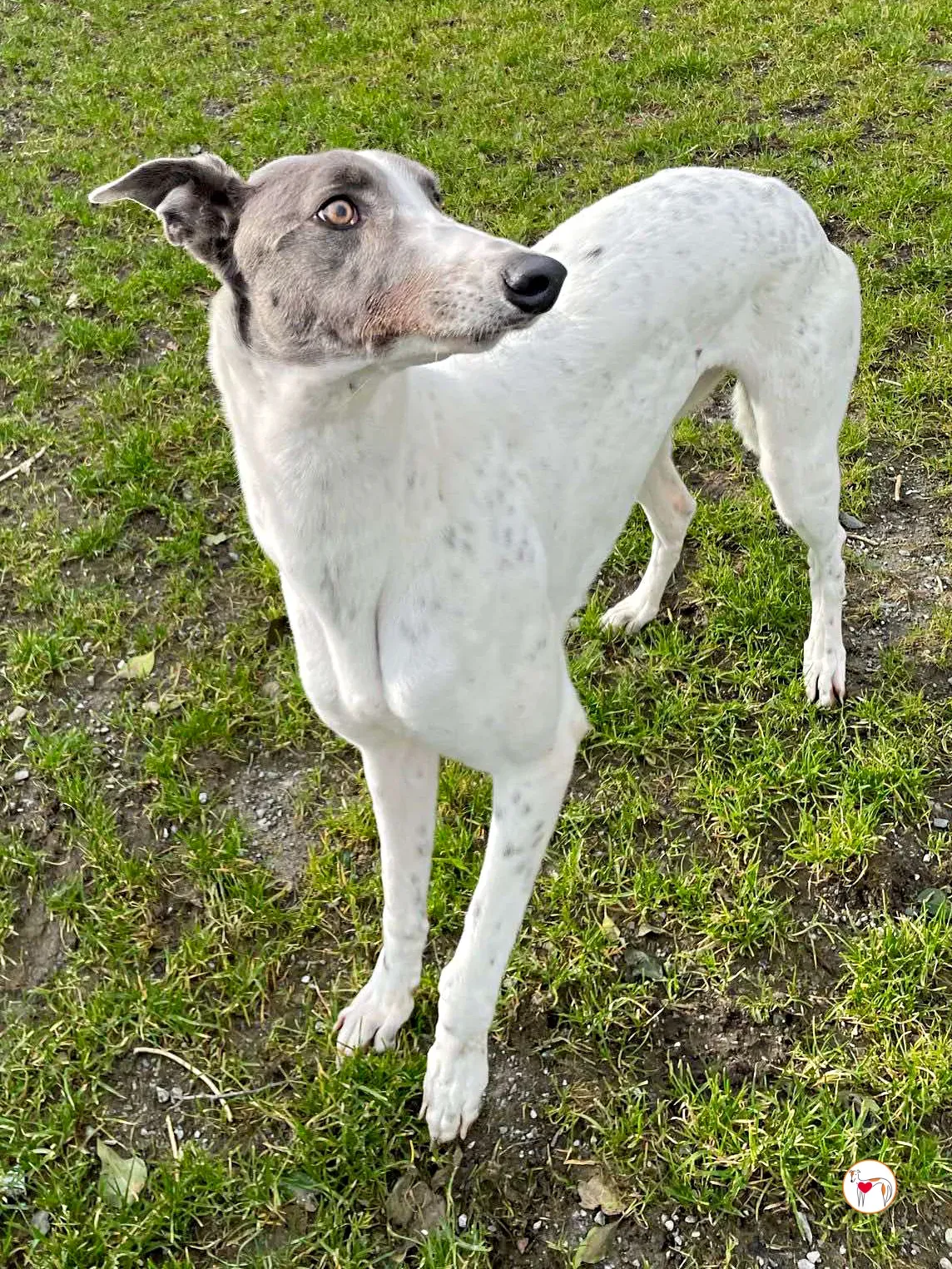 bailey grey adozione 11