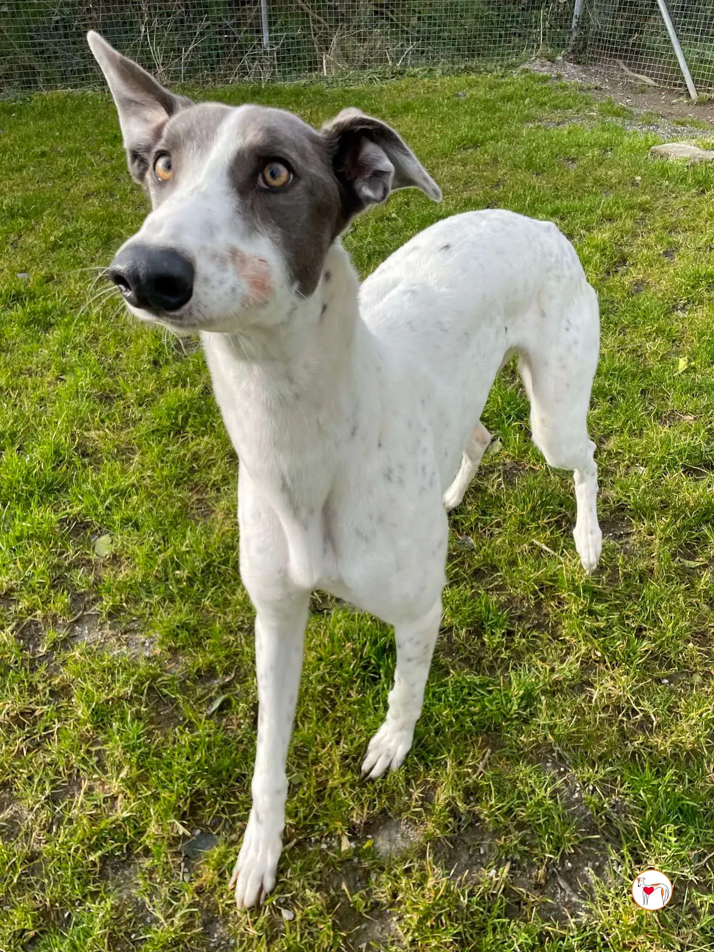 bailey grey adozione 12