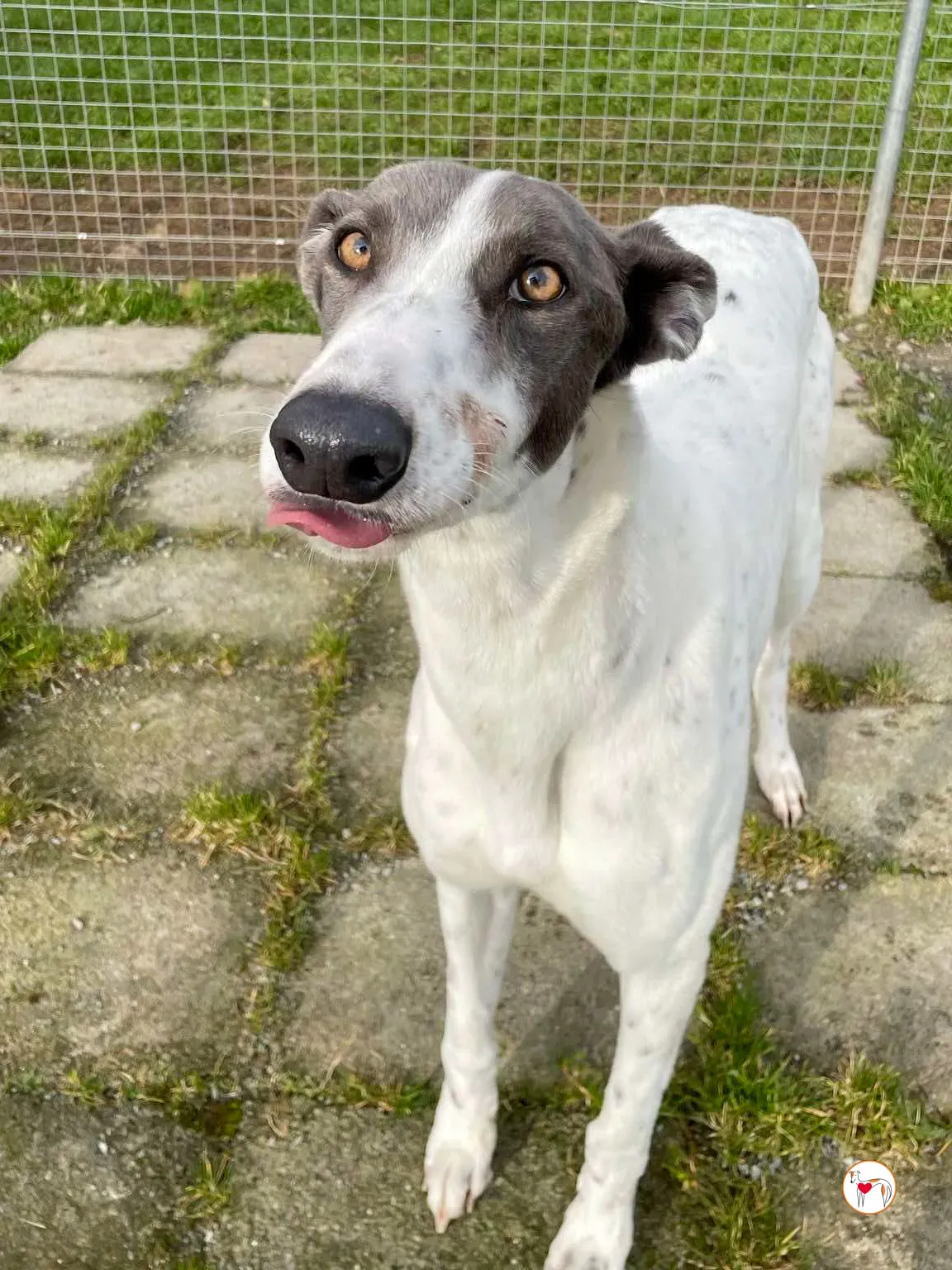 bailey grey adozione 13