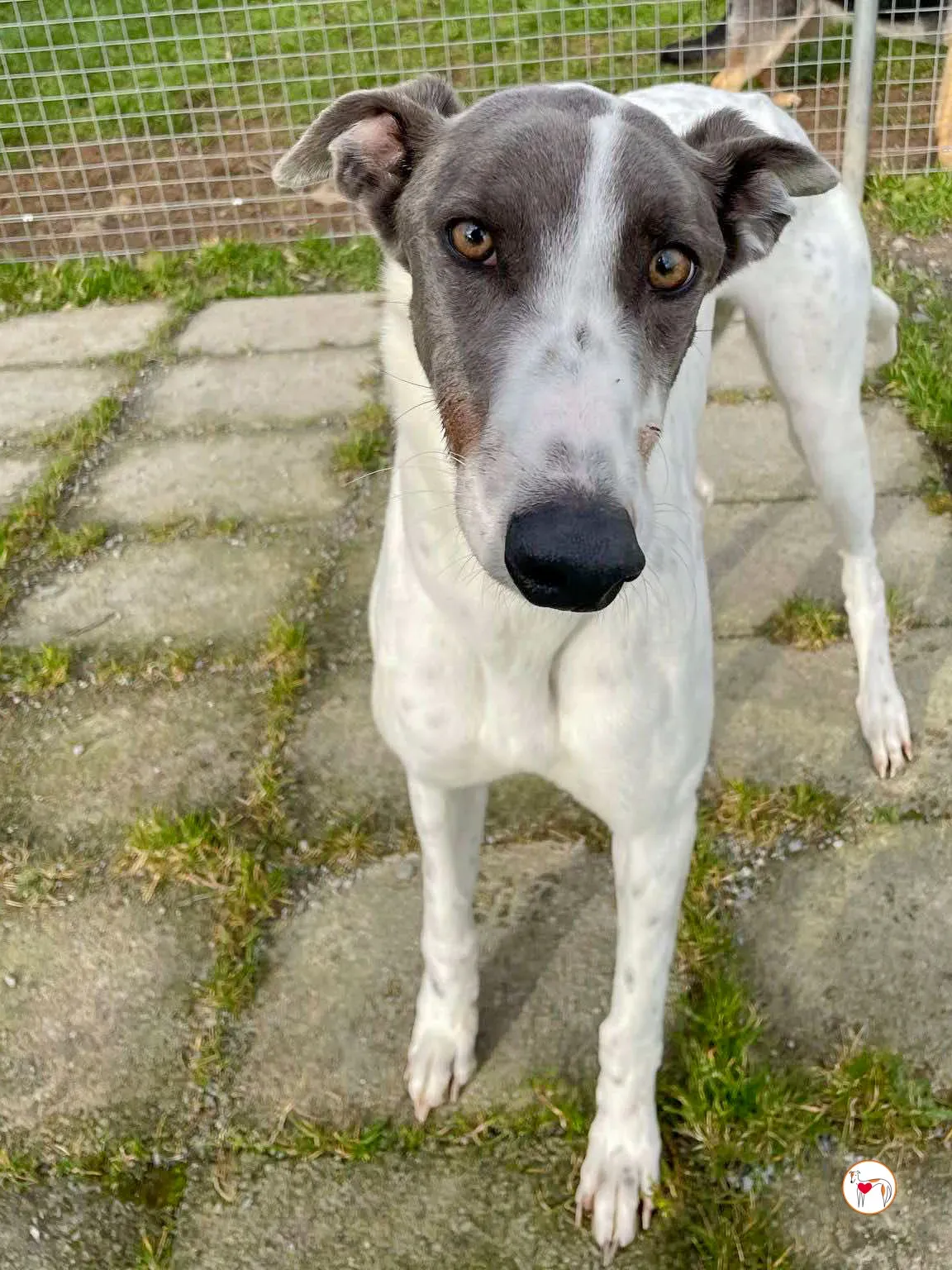 bailey grey adozione 14