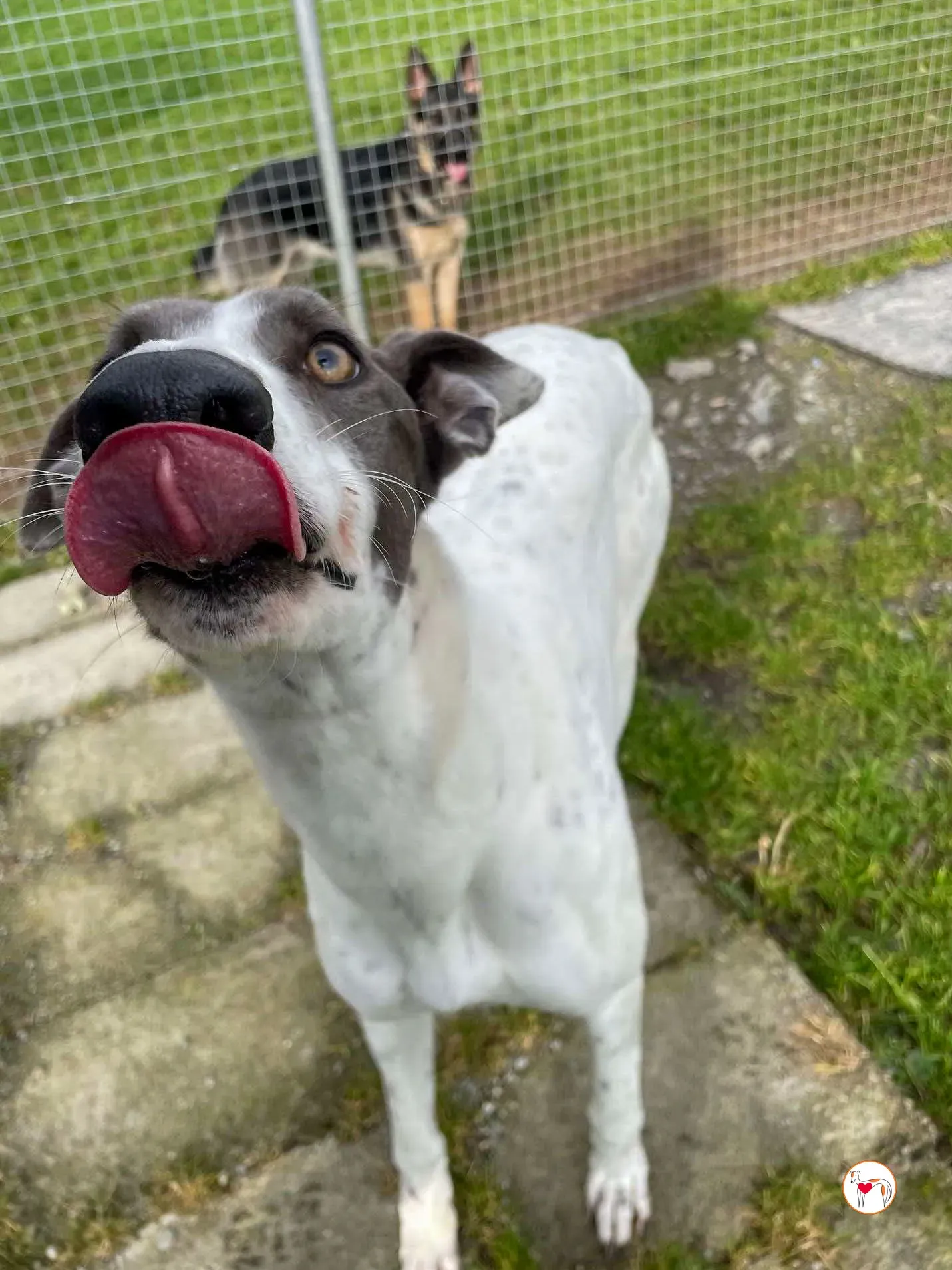 bailey grey adozione 15