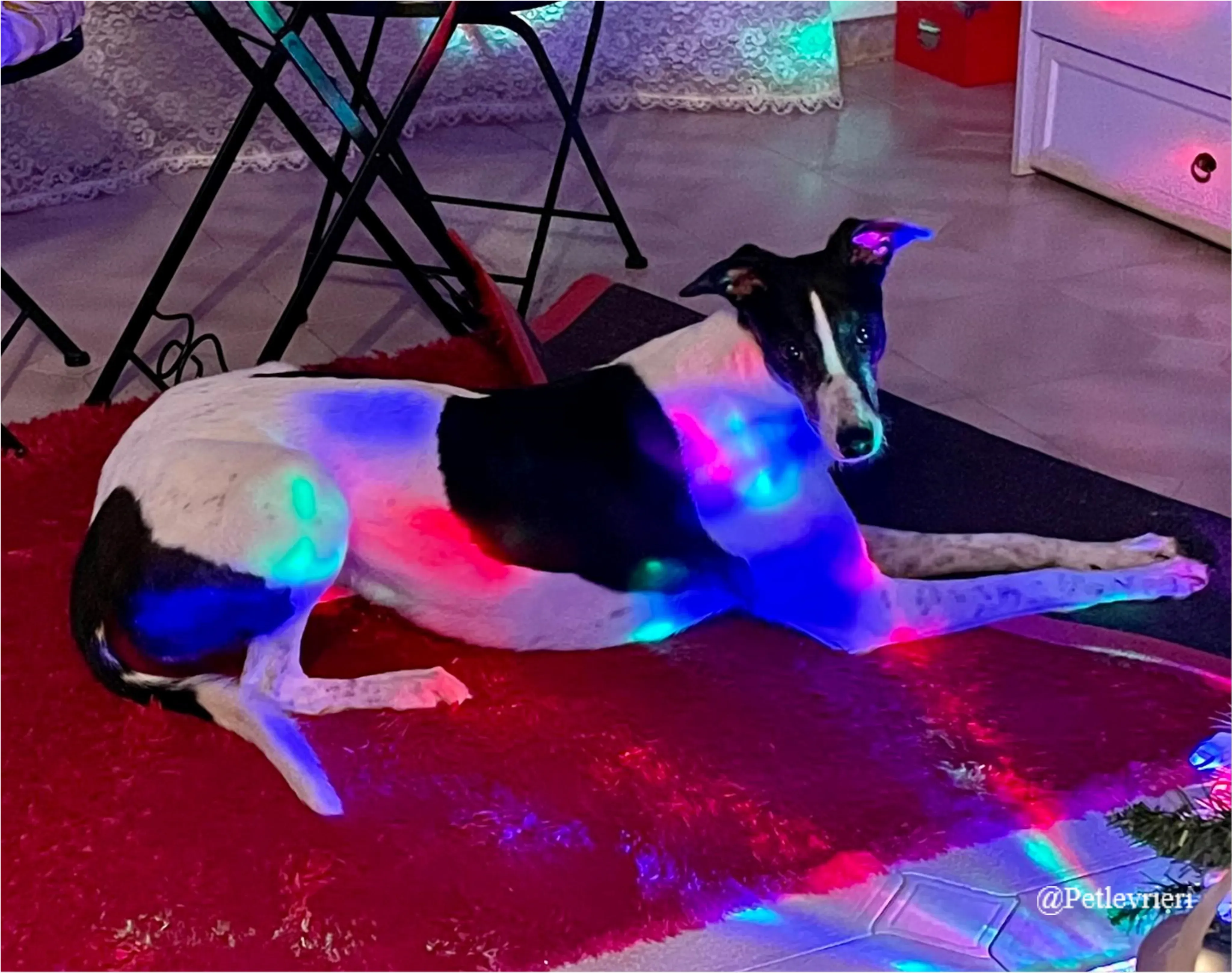 baileys pet levrieri natale 2021 1