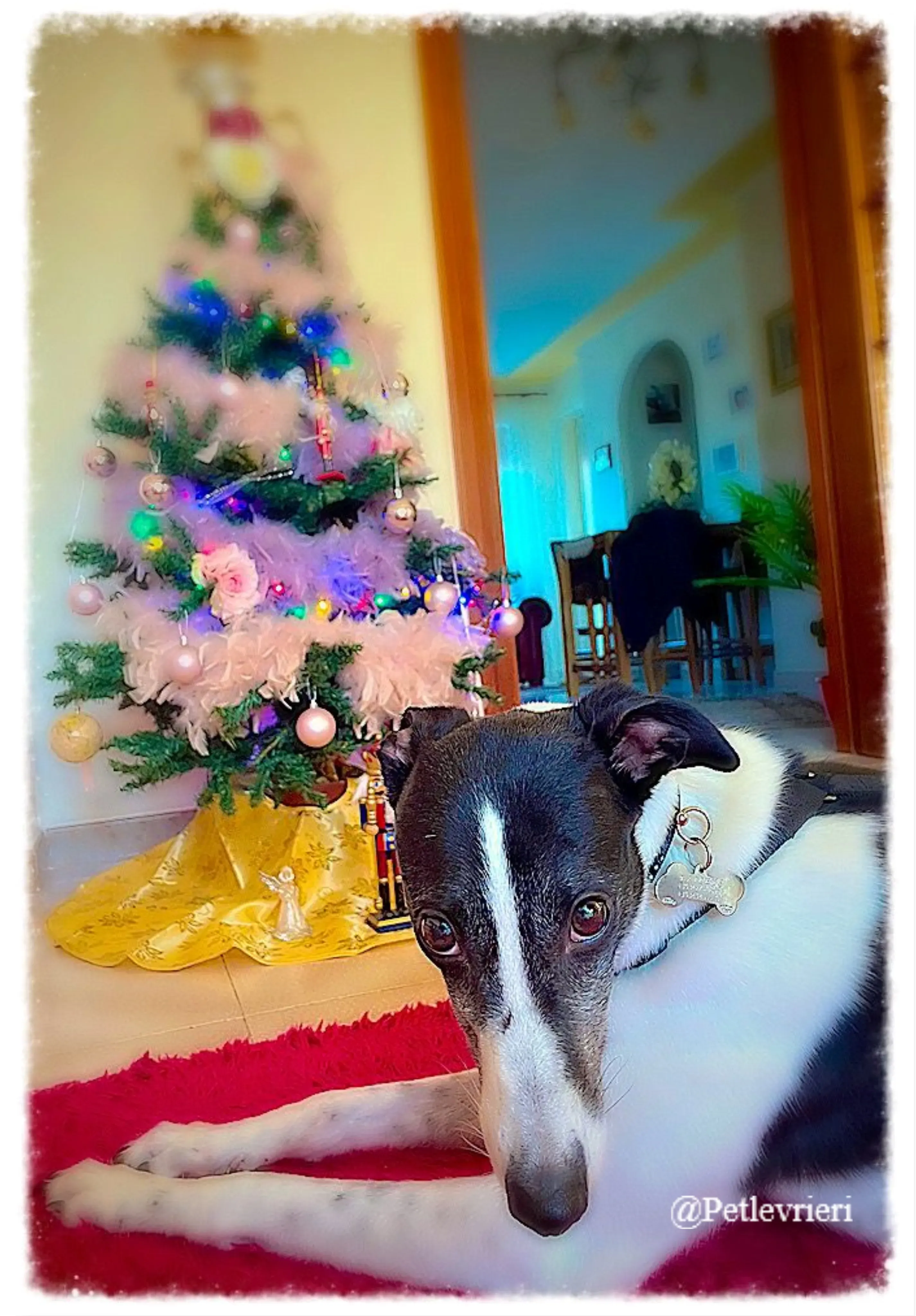 baileys pet levrieri natale 2021 2