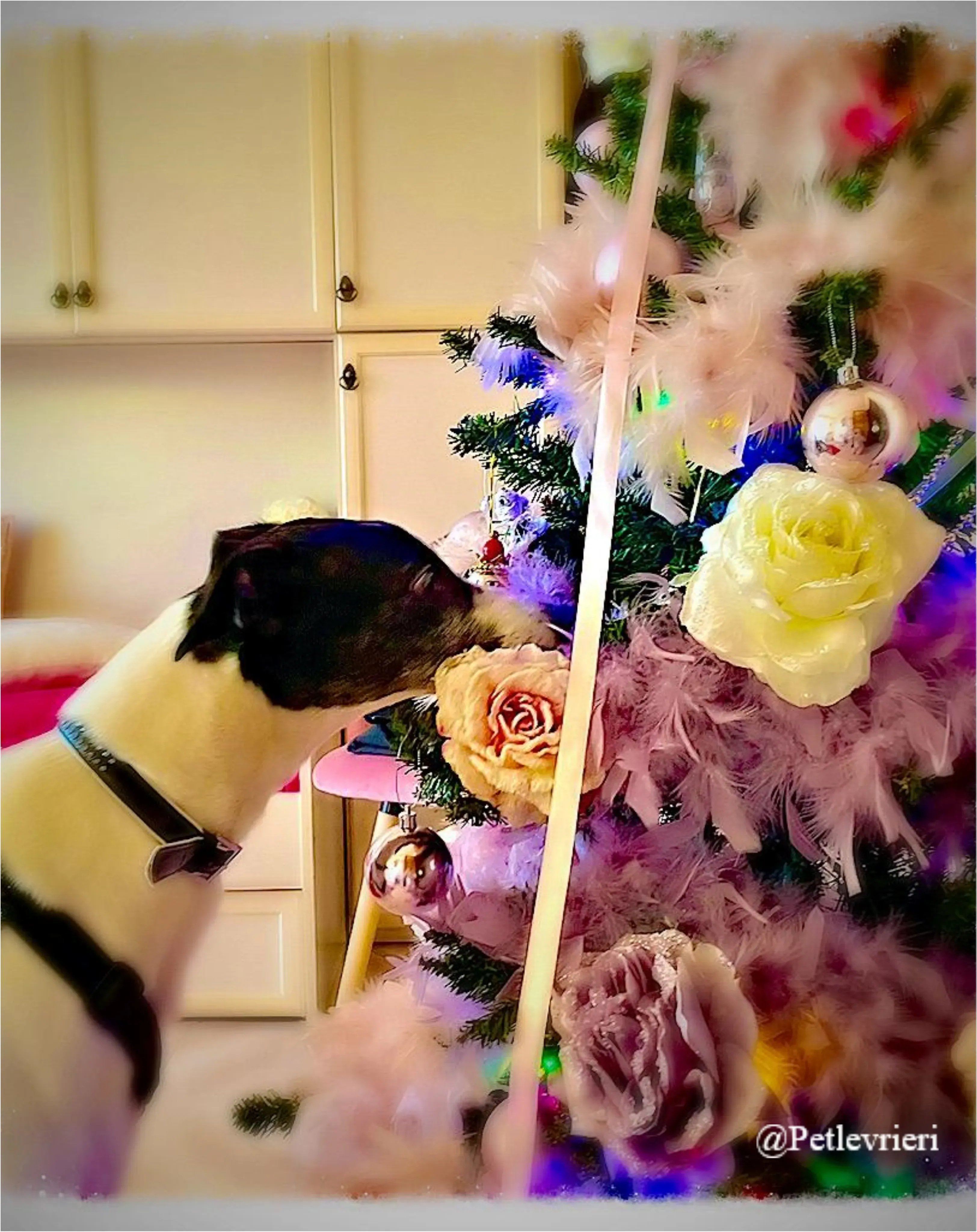 balleys pet levrieri natale 2021 3