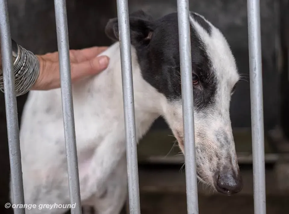 ballinulty adozione greyhound macao 