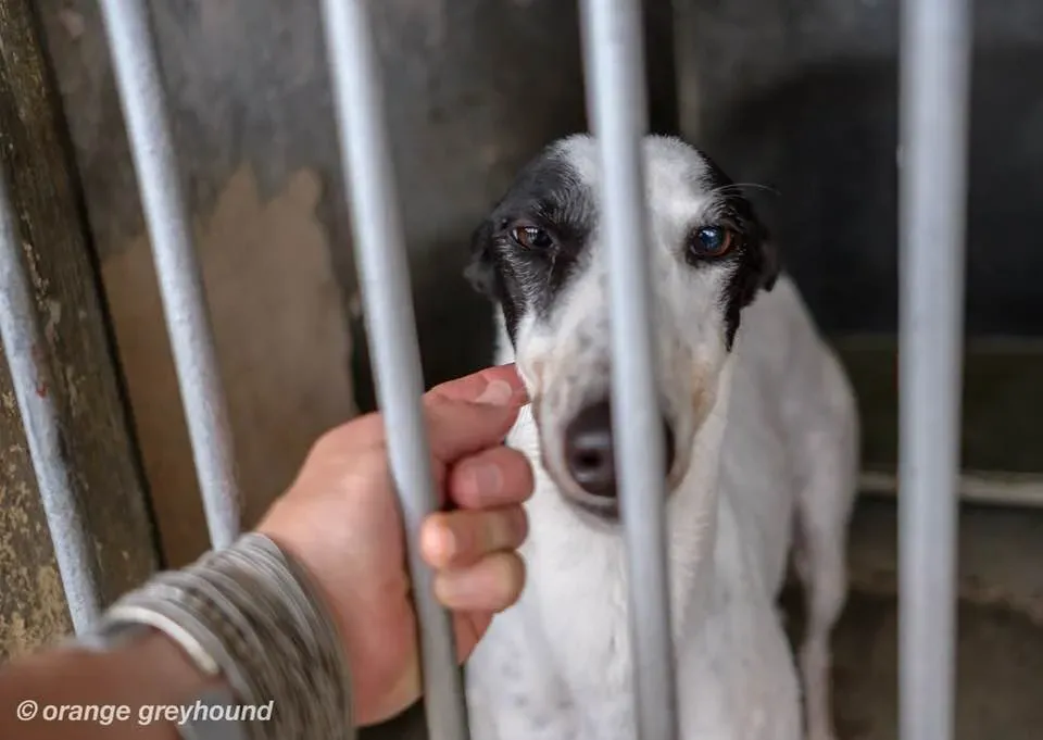 ballinulty adozione greyhound macao 1