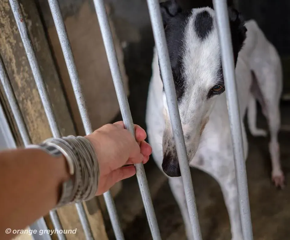 ballinulty adozione greyhound macao 2