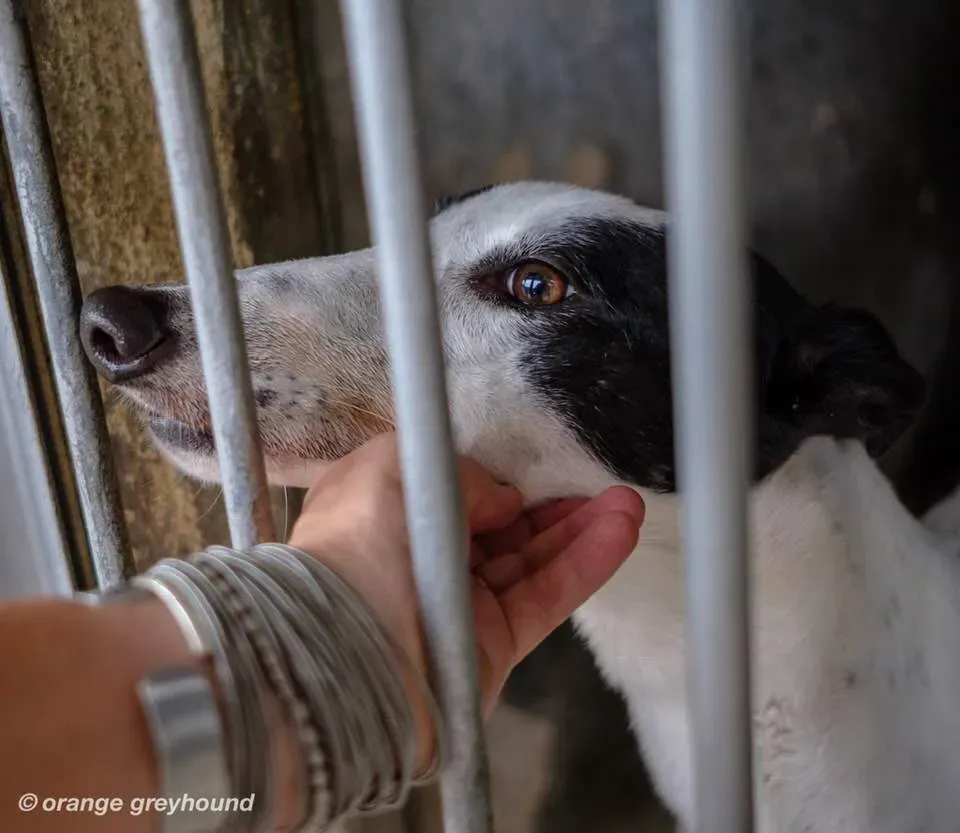 ballinulty adozione greyhound macao 3