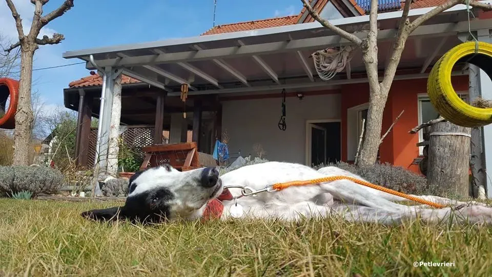 ballinulty show adozione greyhound macao