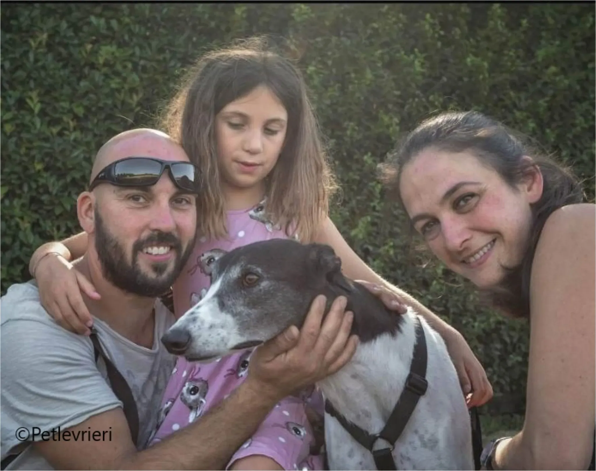 balu greyhound pet levrieri felici casa 2