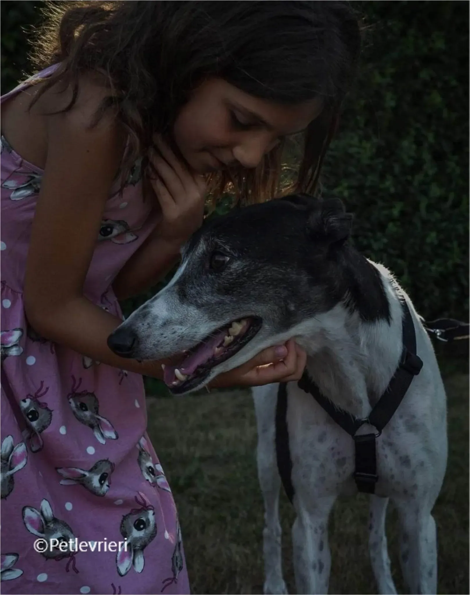 balu greyhound pet levrieri felici casa1 1