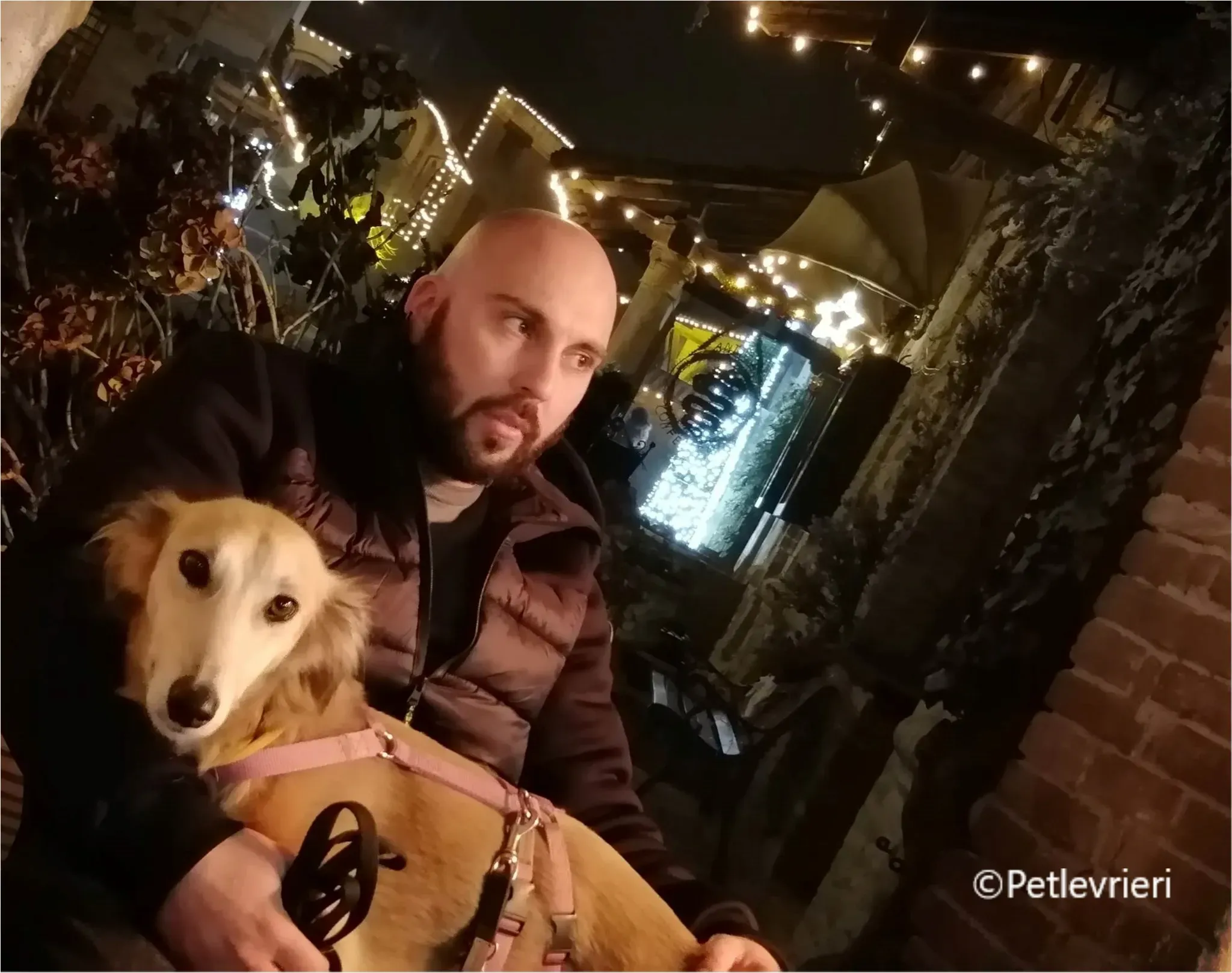 balu greyhound pet levrieri felici casa10