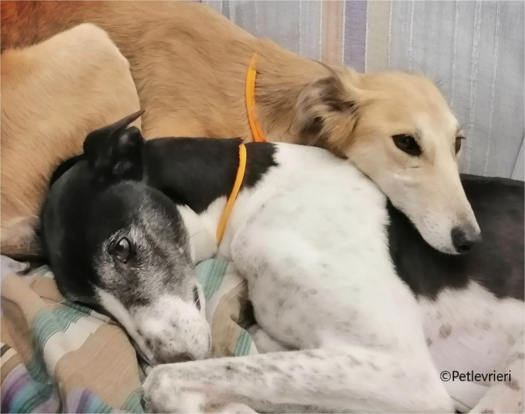 balu greyhound pet levrieri felici casa11