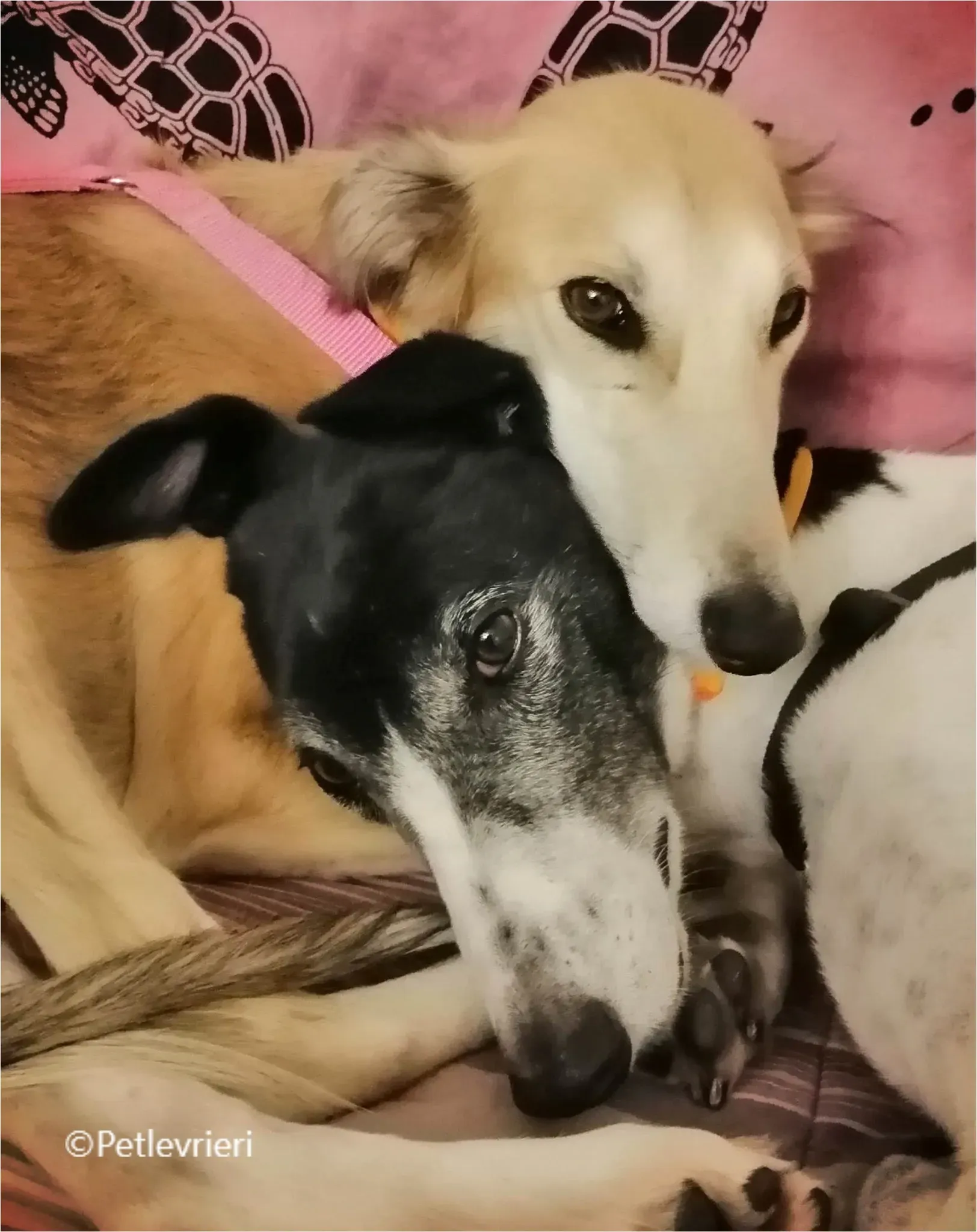 balu greyhound pet levrieri felici casa12