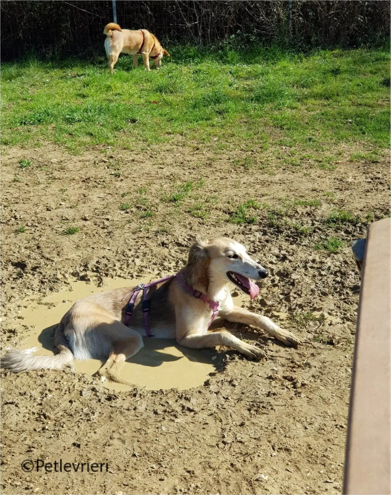 balu greyhound pet levrieri felici casa13