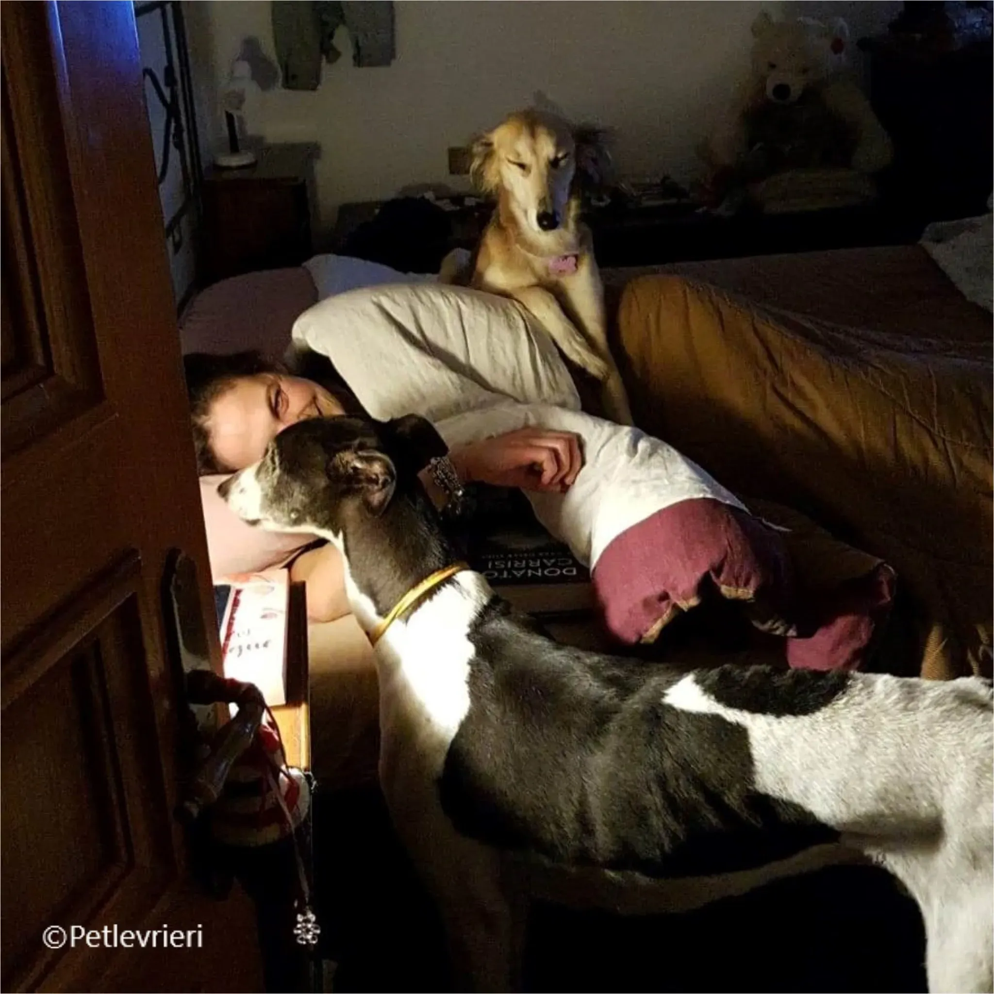 balu greyhound pet levrieri felici casa14