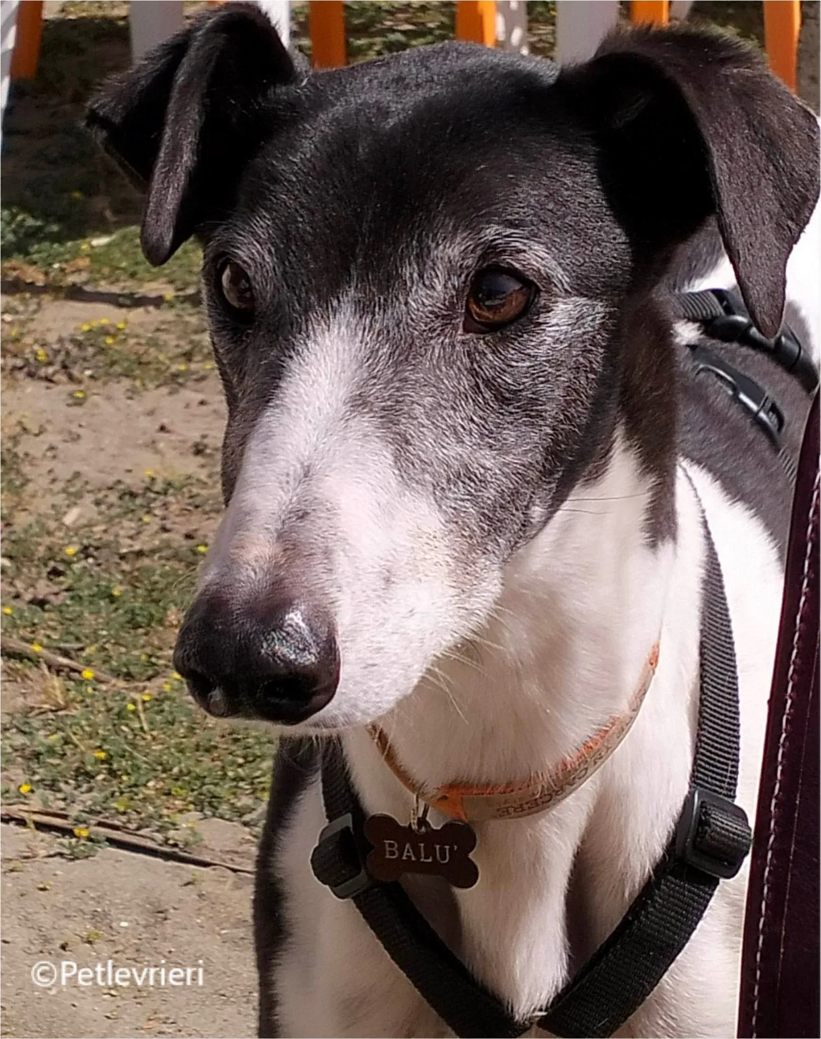 balu greyhound pet levrieri felici casa15