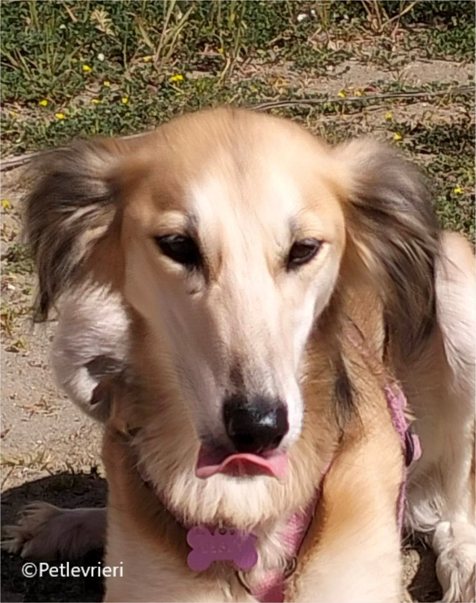 balu greyhound pet levrieri felici casa16