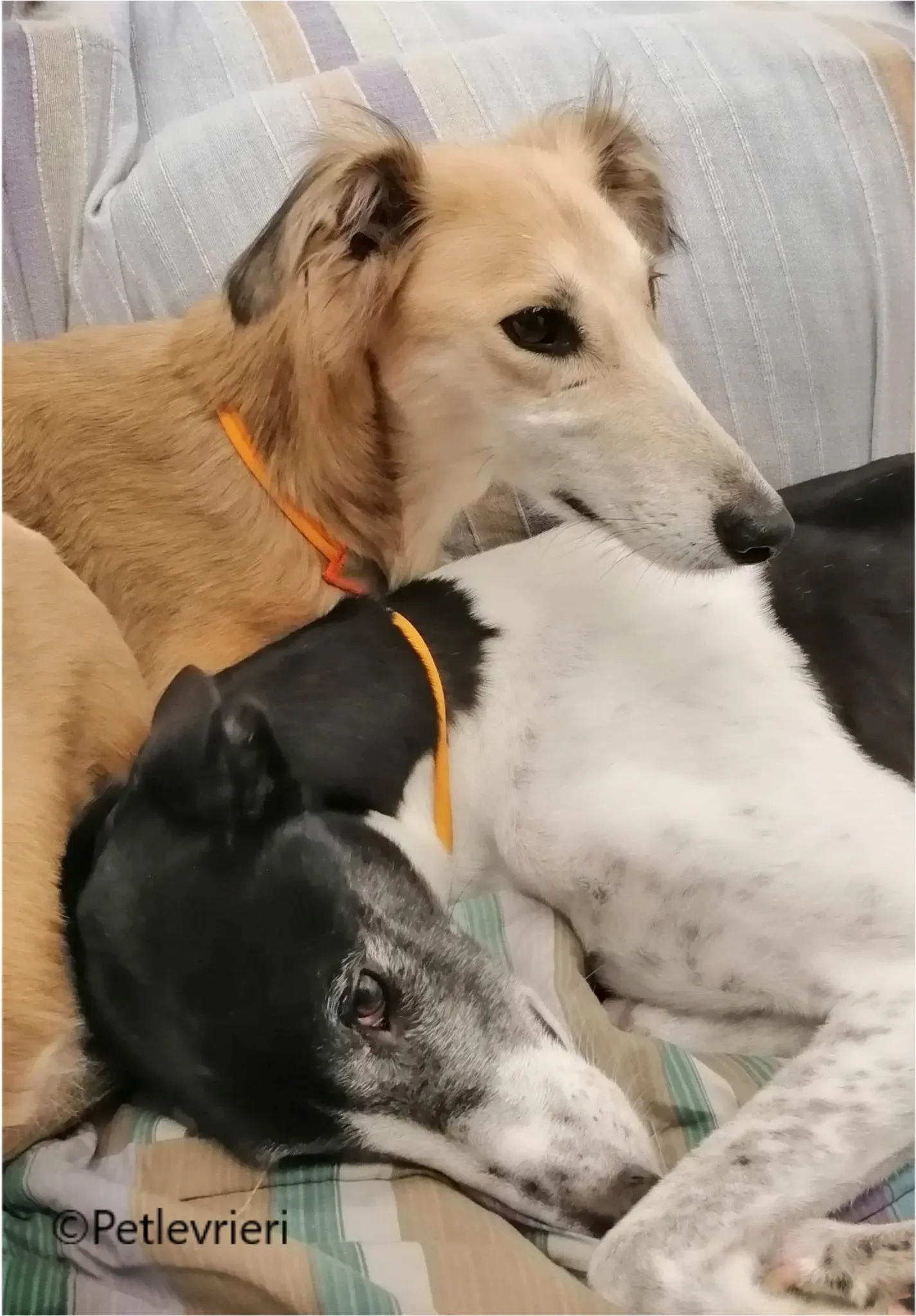 balu greyhound pet levrieri felici casa17 1