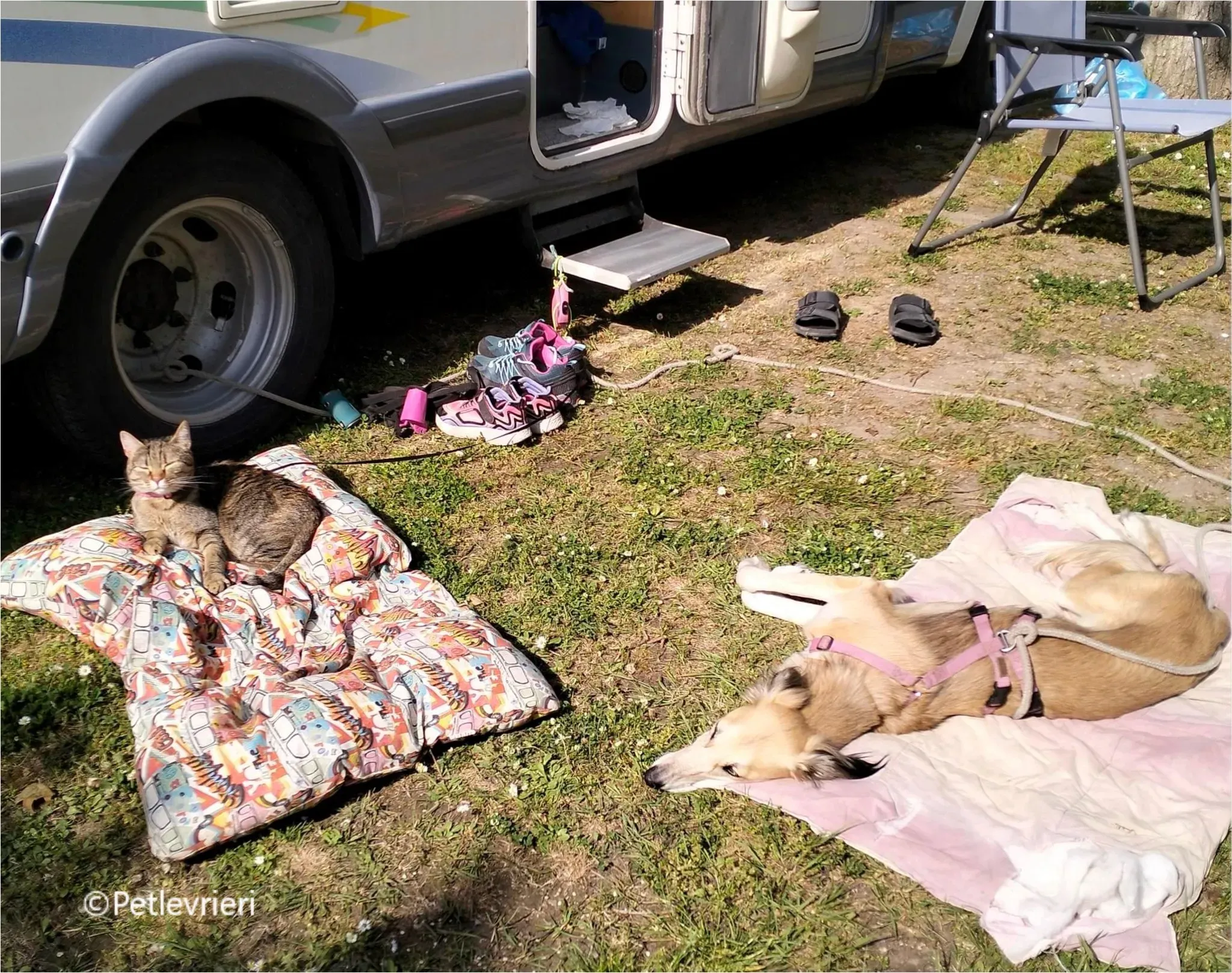 balu greyhound pet levrieri felici casa18