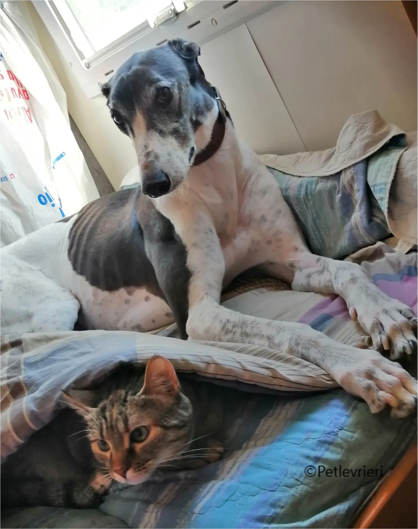 balu greyhound pet levrieri felici casa2