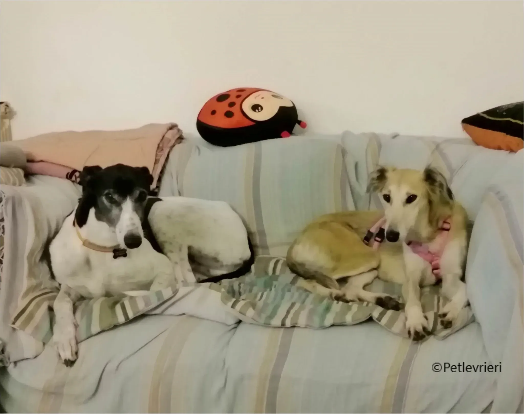 balu greyhound pet levrieri felici casa3