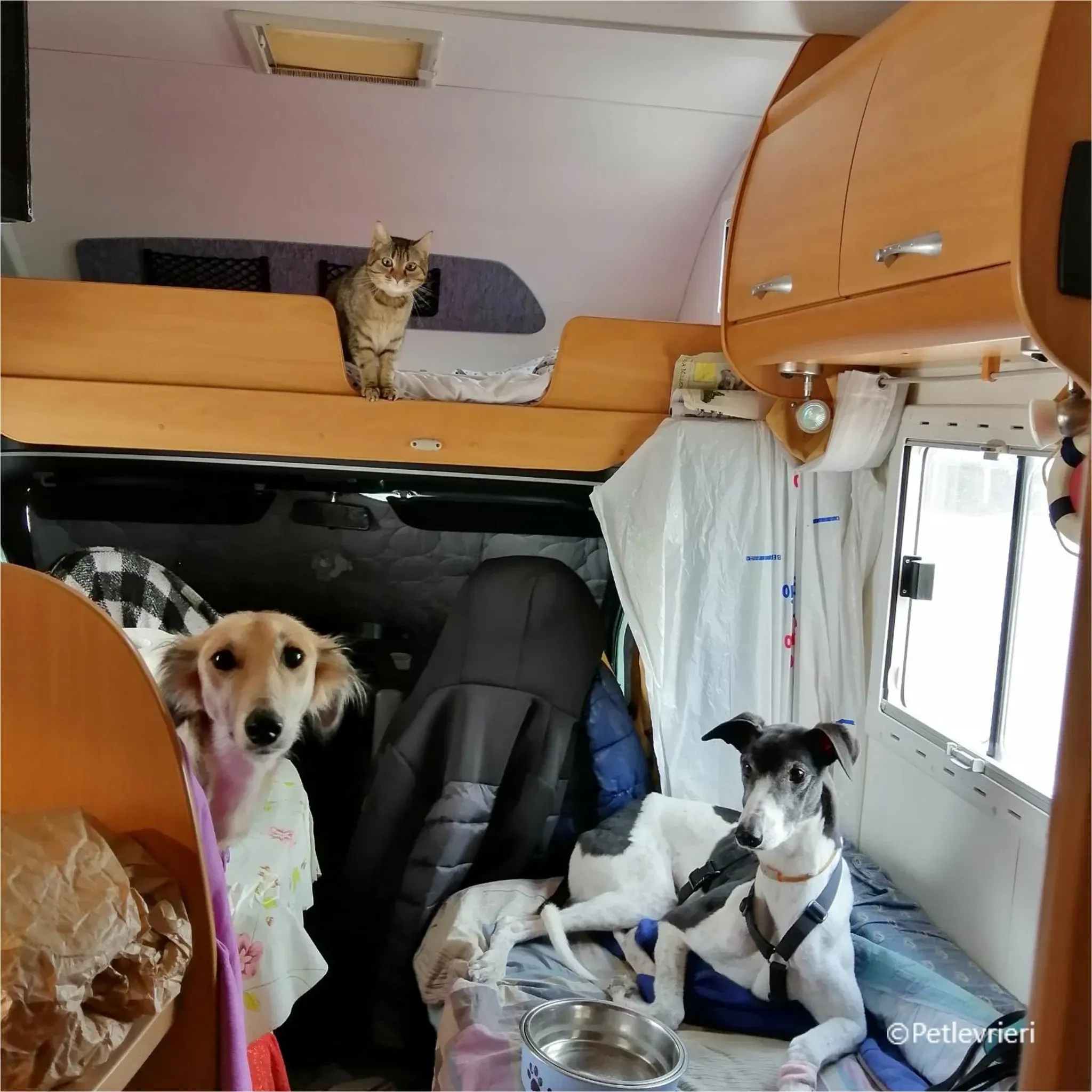 balu greyhound pet levrieri felici casa4