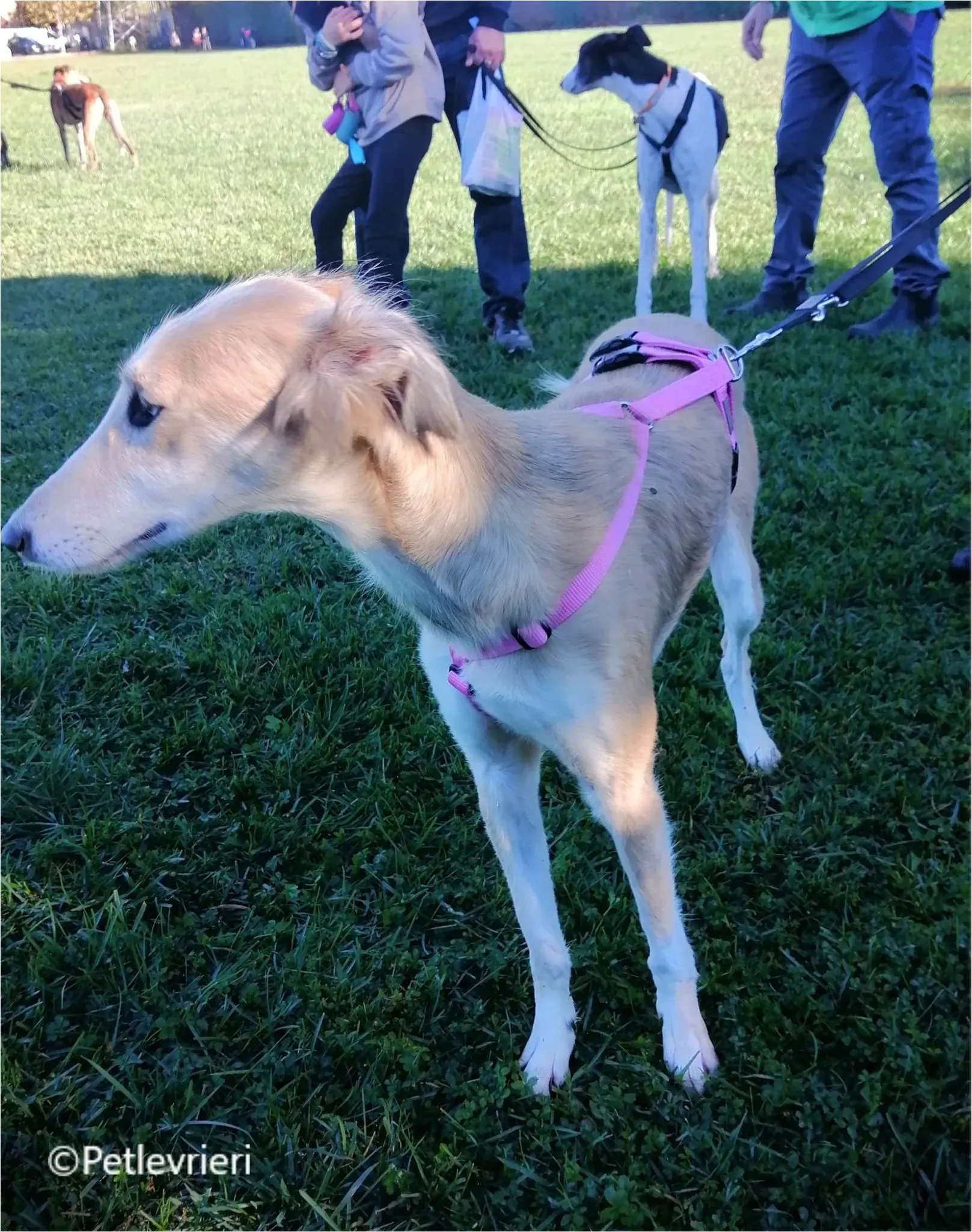 balu greyhound pet levrieri felici casa5