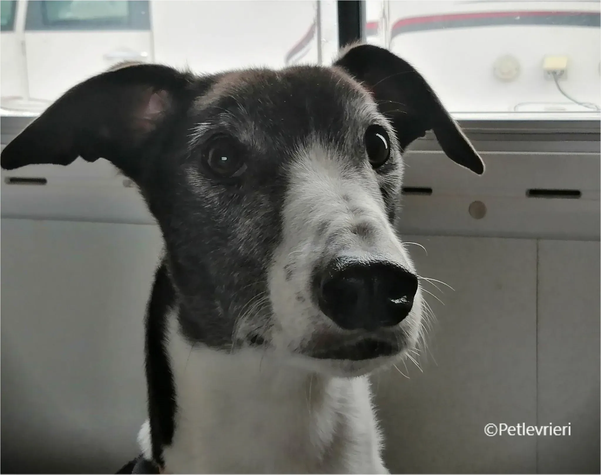 balu greyhound pet levrieri felici casa6