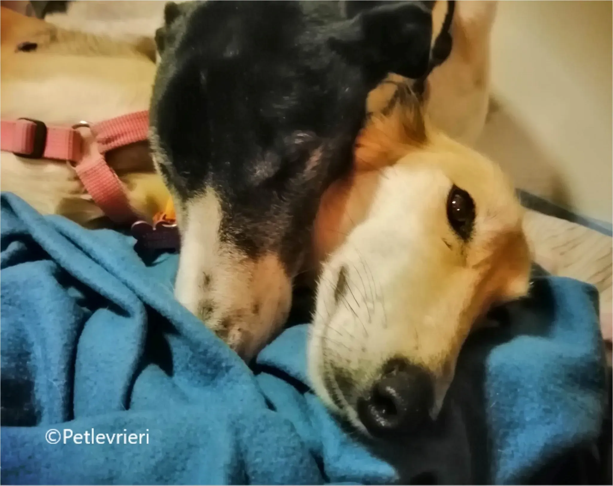 balu greyhound pet levrieri felici casa8