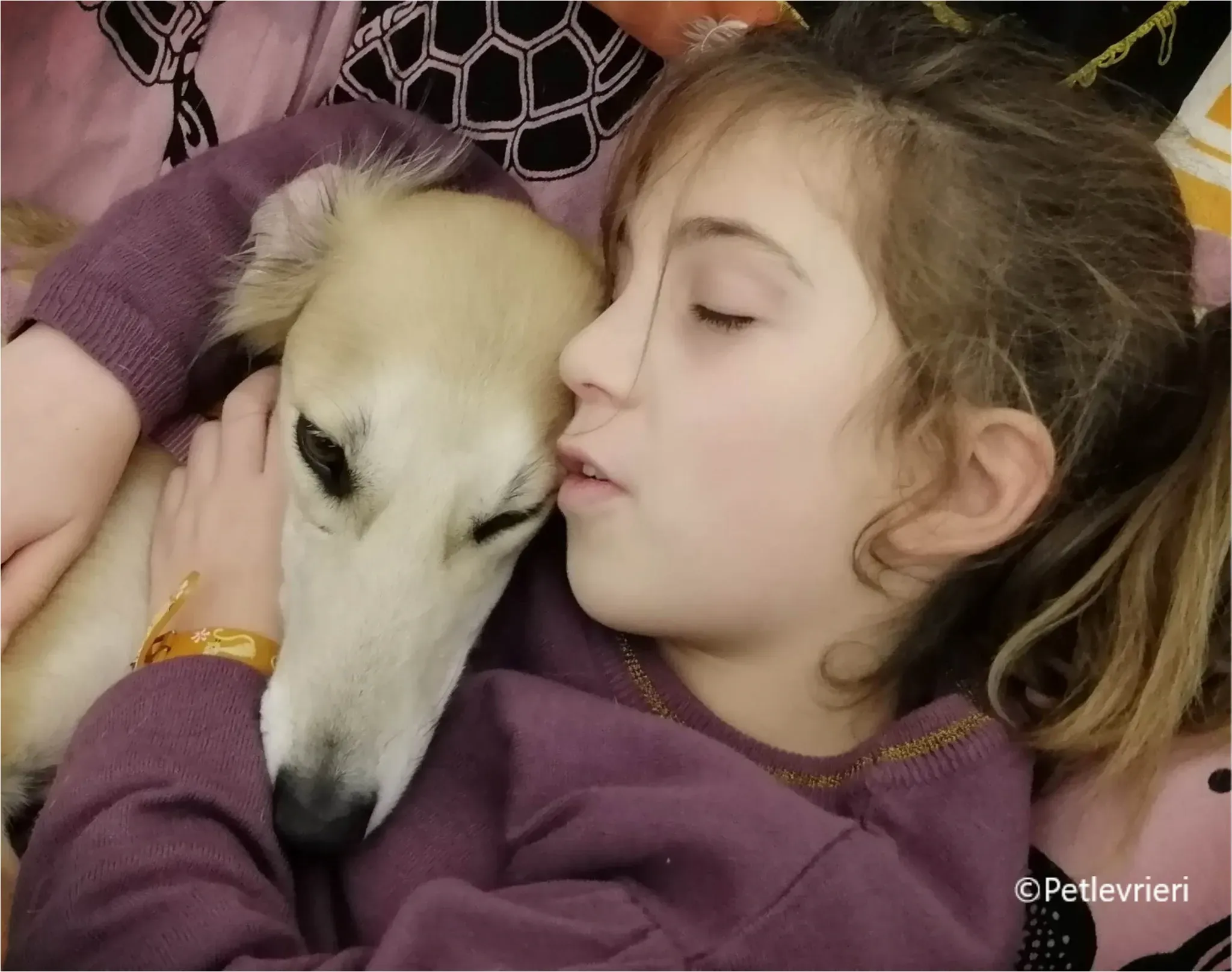 balu greyhound pet levrieri felici casa9