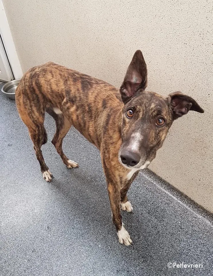 bambas adozione levrieri greyhound 1 1