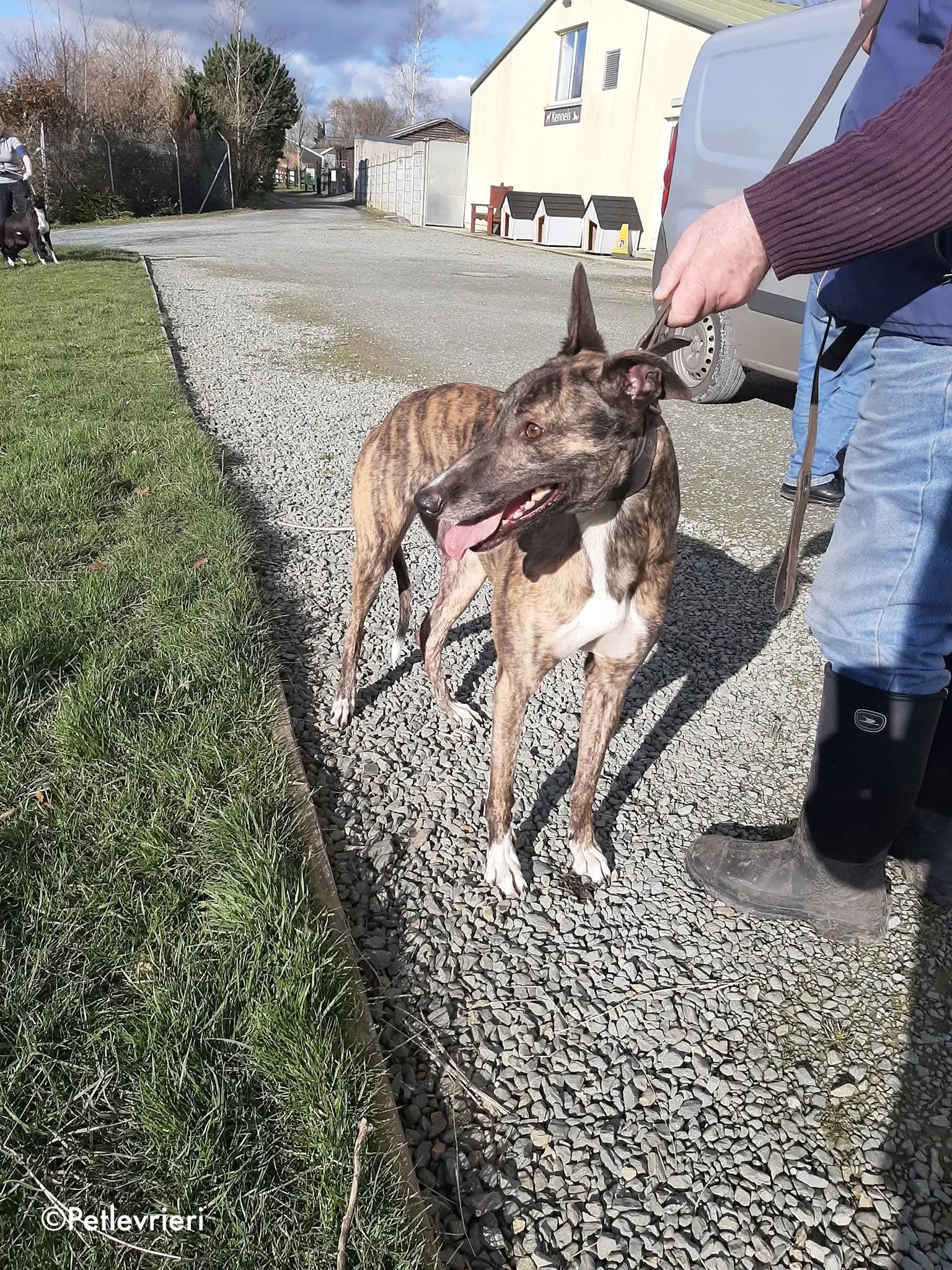 bambas adozione levrieri greyhound 1